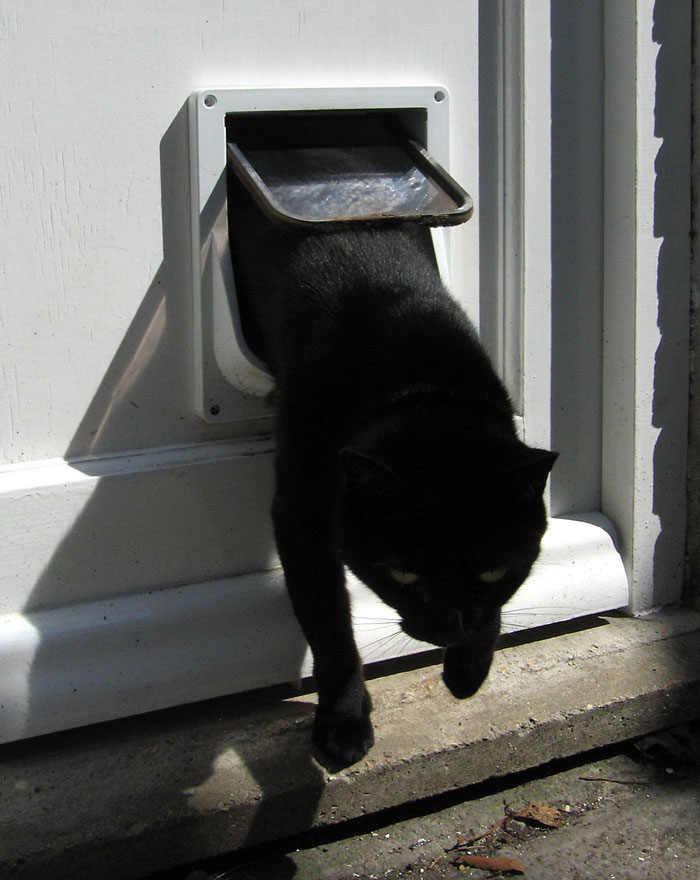 Black cat going through cat door