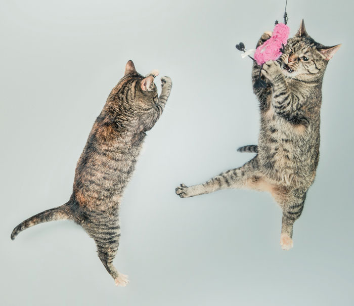 Félicette, The First And Only Cat Was Part Of A 15-Minute Space Mission In 1963