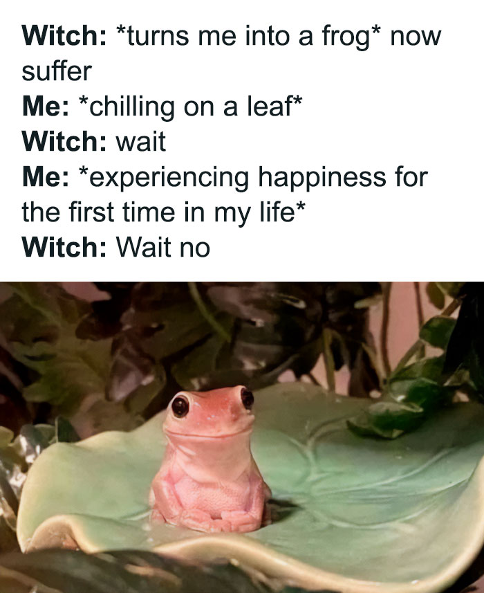 Wholesome meme featuring a frog happily sitting on a leaf with humorous dialogue about being turned into a frog.