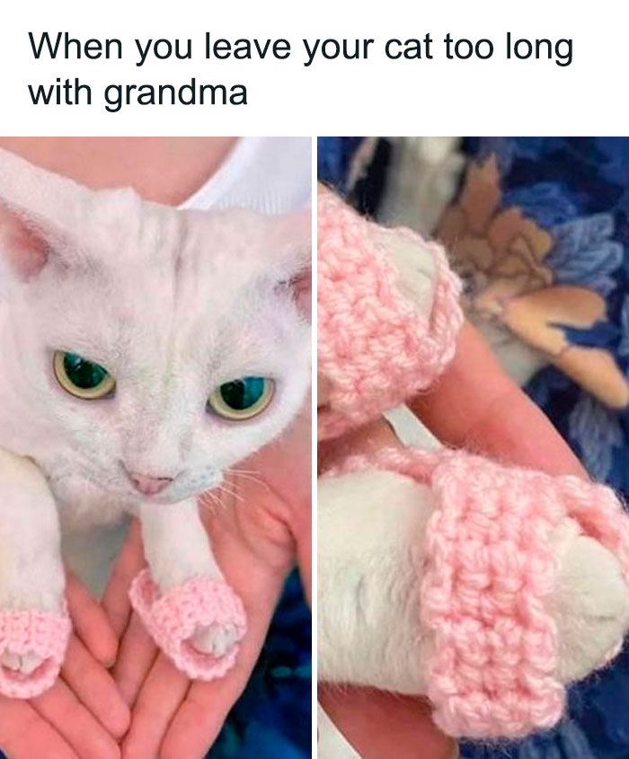Wholesome meme of a cat in pink crocheted slippers, held gently, with a caption about leaving it with grandma.