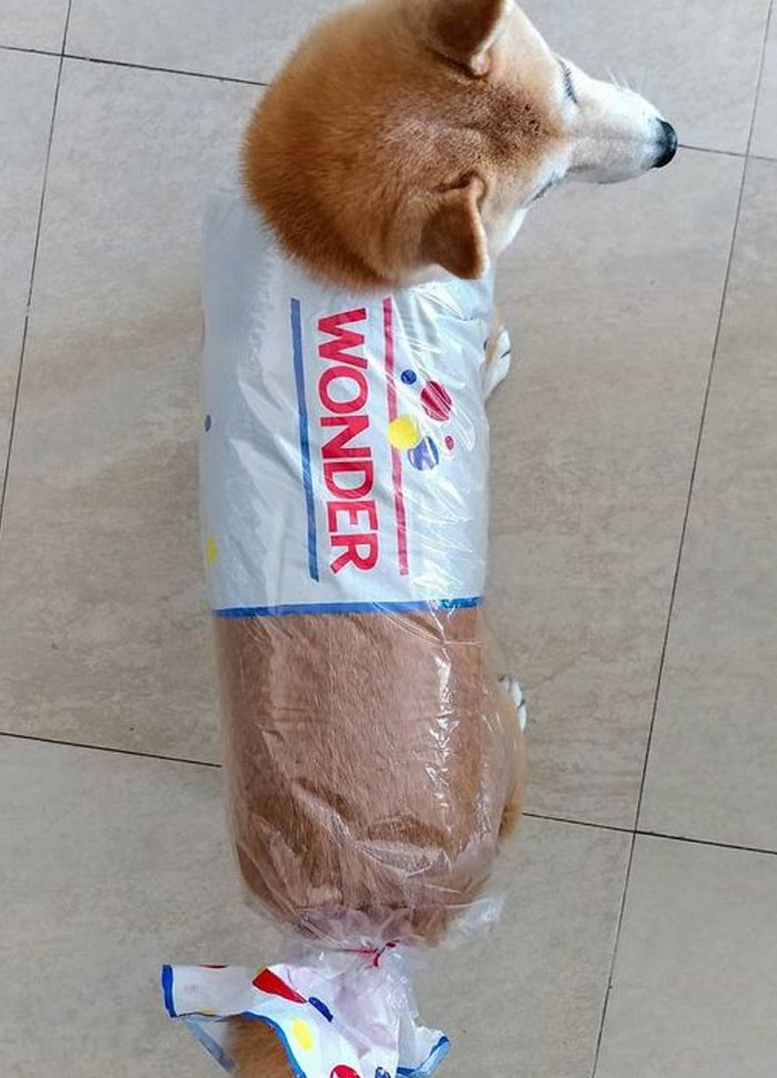 Wholesome meme with a dog wrapped in a Wonder Bread bag, resembling a loaf of bread.