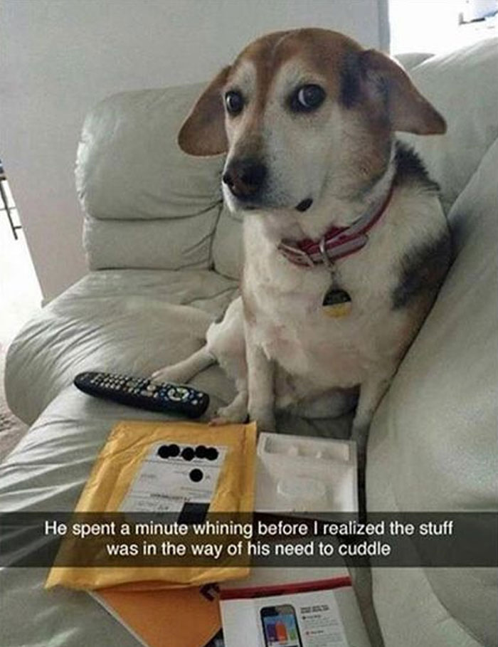 Dog sitting on a couch surrounded by packages, with a caption about needing cuddles. Wholesome memes from popular Twitter account.