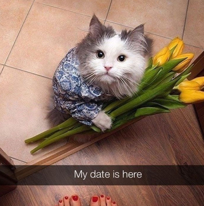 Cat in a shirt holding yellow tulips with caption "My date is here," representing wholesome memes.