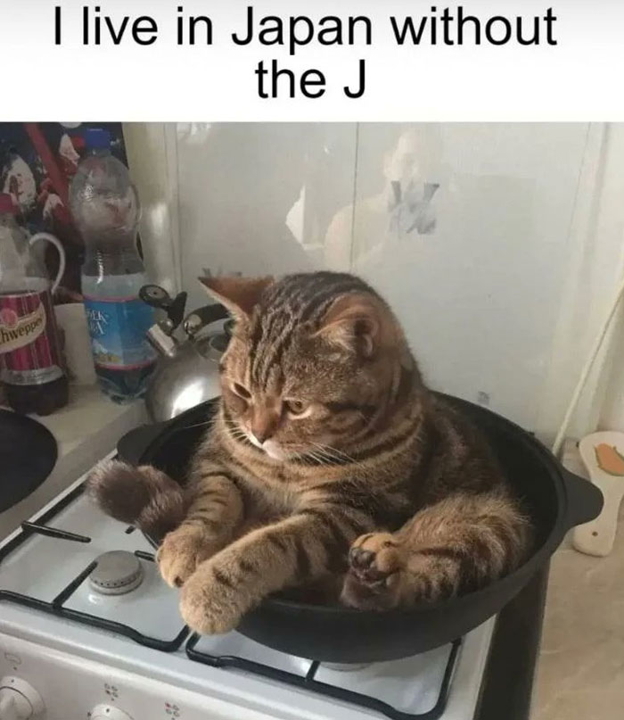 Cat sitting in pan on stove, with text joke; popular Twitter account meme.