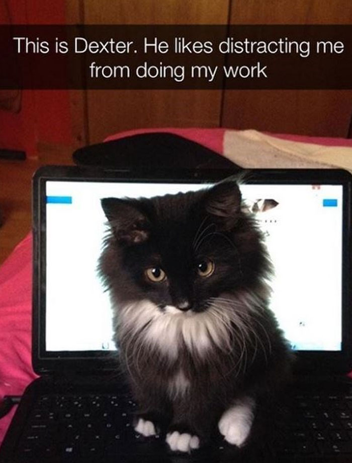 Cute black and white kitten sitting on a laptop, illustrating a wholesome meme.