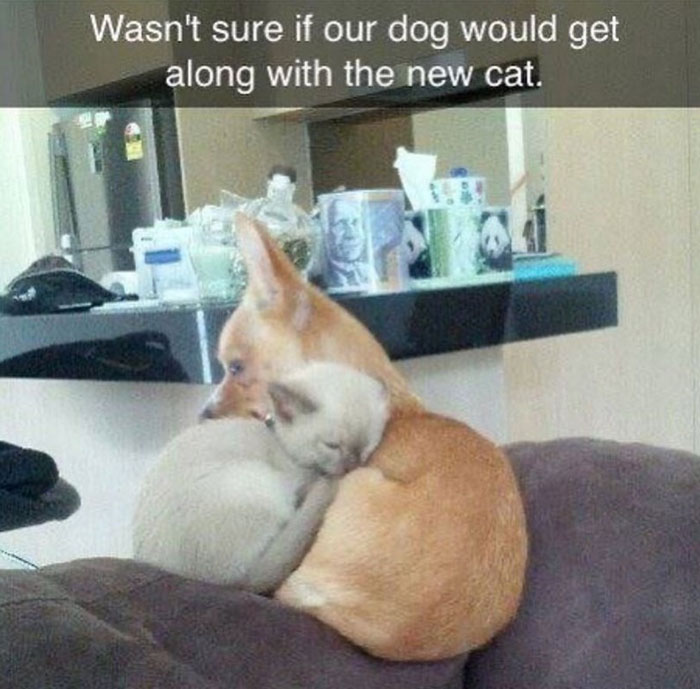 Wholesome meme of a dog cuddling with a cat, showcasing unexpected friendship and love.