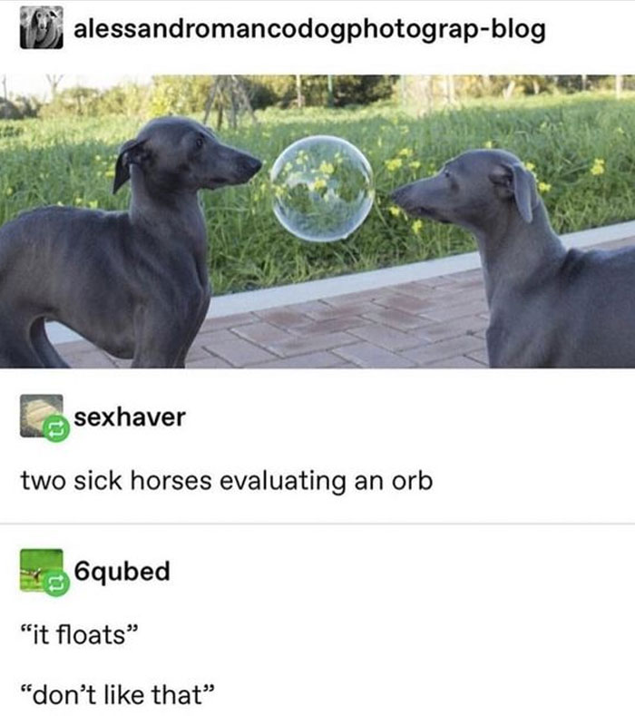 Wholesome meme with two dogs inspecting a bubble, humorously captioned on social media.
