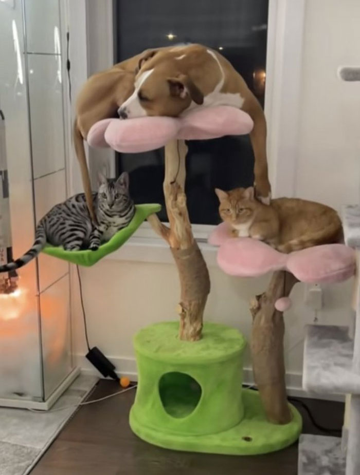Wholesome meme: a dog and two cats lounging together on a colorful cat tree near a window.