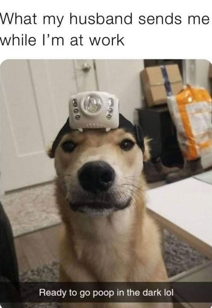 Dog wearing headlamp, indoors, with humorous caption from a popular Twitter account sharing wholesome memes.