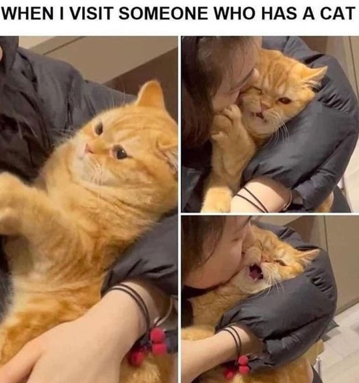 Woman hugging a fluffy orange cat with a funny expression, showing wholesome memes from a popular Twitter account.