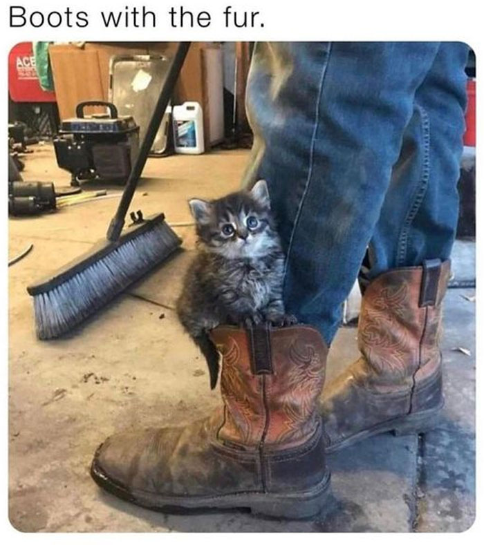 Wholesome meme of a kitten peeking out of cowboy boots next to a broom in a garage setting.