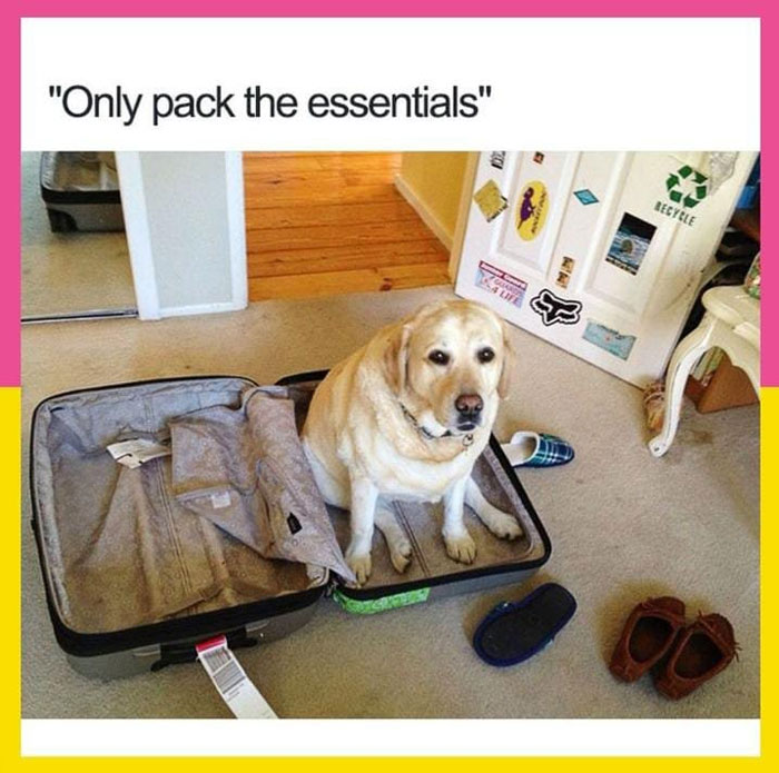 Dog sitting in an open suitcase labeled "Only pack the essentials," showcasing a wholesome meme.