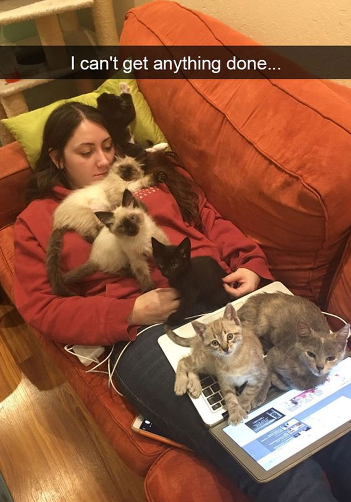 A person on a couch covered with kittens, laptop on lap, conveying a cozy and wholesome meme moment.