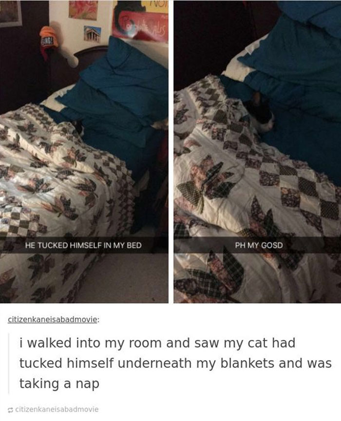 Wholesome meme of a cat tucked in bed under a patterned quilt, looking cozy and napping.