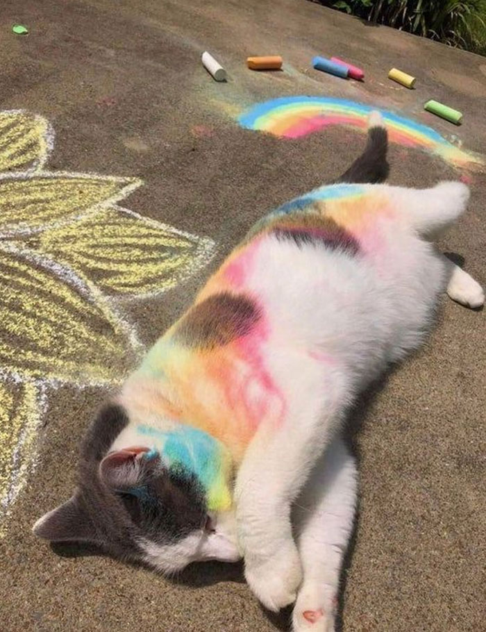 Cat covered in colorful chalk, lying on a sidewalk with rainbow and flower drawings; wholesome memes theme.