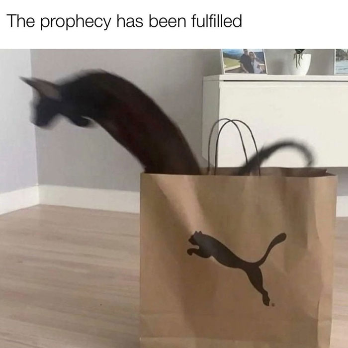 Cat jumping out of a Puma bag with text "The prophecy has been fulfilled," showcasing a wholesome meme.
