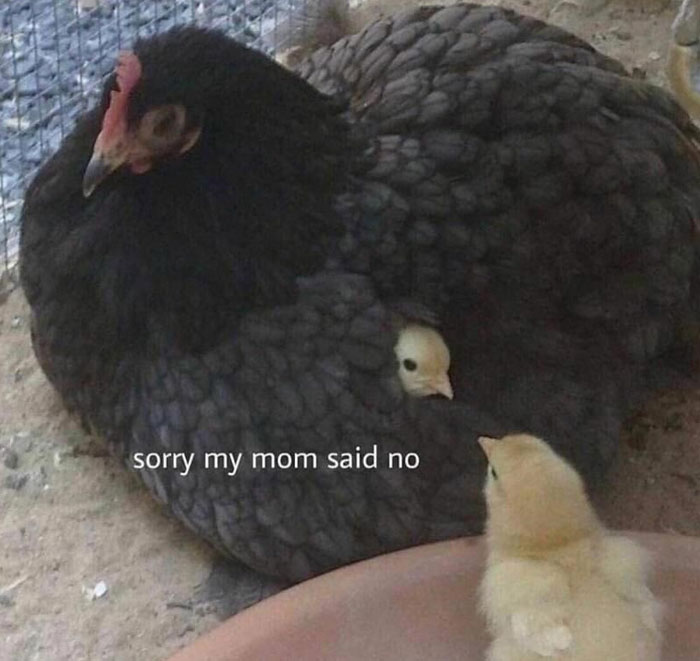 Wholesome meme of a mother hen with chicks, one saying "sorry my mom said no."