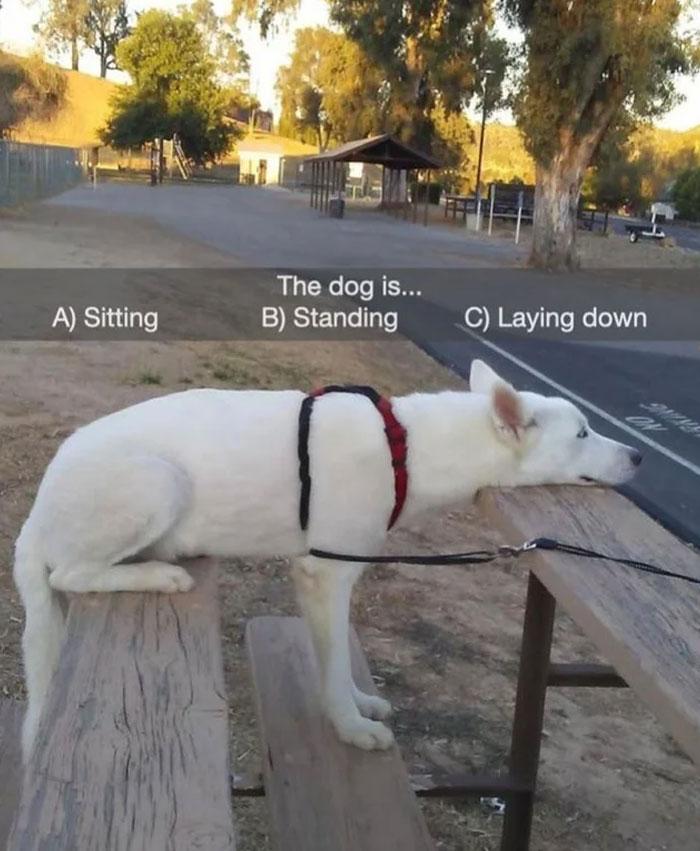 Wholesome meme of a dog on a picnic table with text options: sitting, standing, laying down, in a serene park setting.