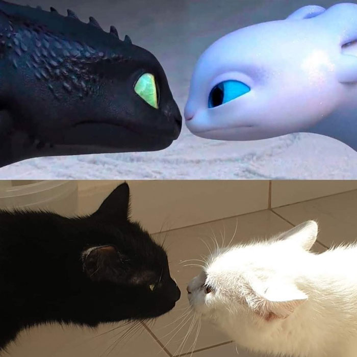 Two cats face each other like "How to Train Your Dragon" characters, embodying wholesome memes from popular Twitter account.