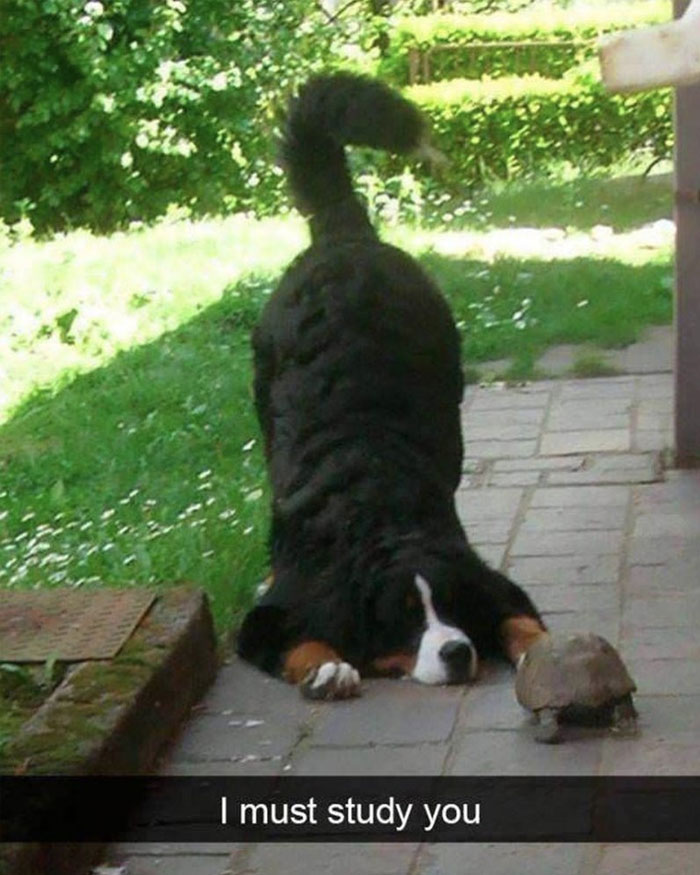 Dog playfully observing a turtle on a garden path, showcasing a wholesome meme from a popular Twitter account.