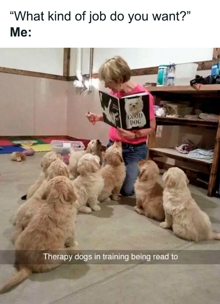 Person reading to therapy dogs in training, creating a wholesome meme moment filled with adorable puppies.