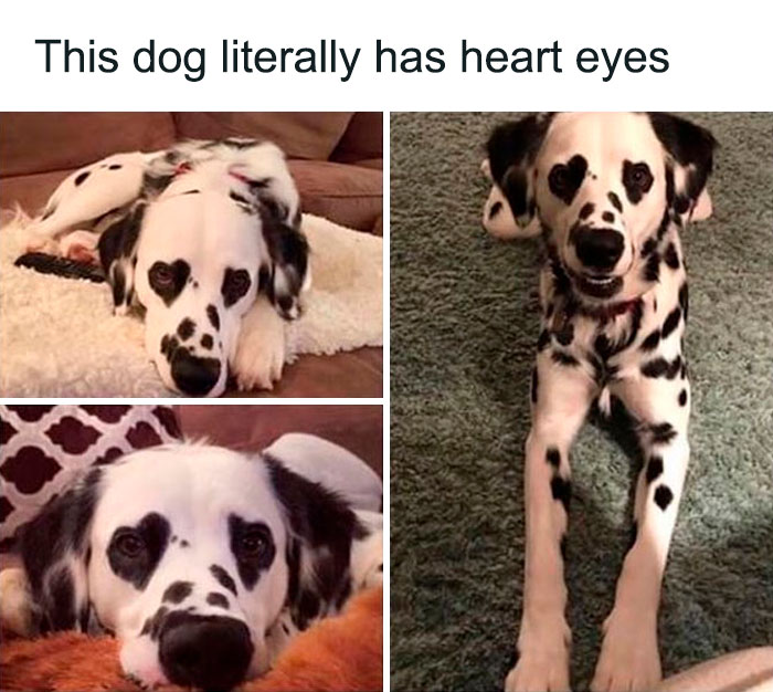 Cute dog with heart-shaped spots on its fur, showcasing one of the wholesome memes from a popular Twitter account.