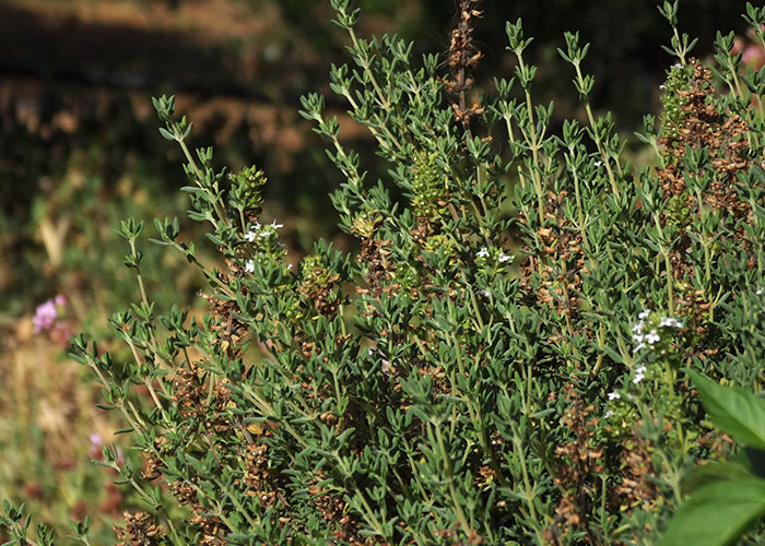 “If You Use A Glass Cutting Board, We Can’t Be Friends”: 50 People Share Their Most “Gatekeeping” Culinary Opinions