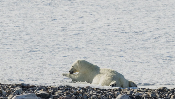 Polar Bears Only Live In Alaska, Canada, Russia, Greenland, And Some Northern Islands Owned By Norway