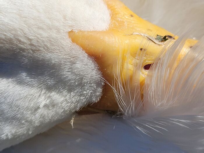 The Sun Is Bright. So Much So That I Didn't Know I Hit The Zoom Button Instead Of The Shutter Button. I Was Looking At Tomato And Not At The Phone Since She Was Snoozing And I Didn't Want To Bother Her