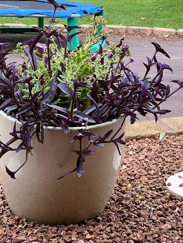 Tried To Get A Photo Of A Tiny And Very Quick Silvereye. Technically I Succeeded… Good Luck Trying To Find Him