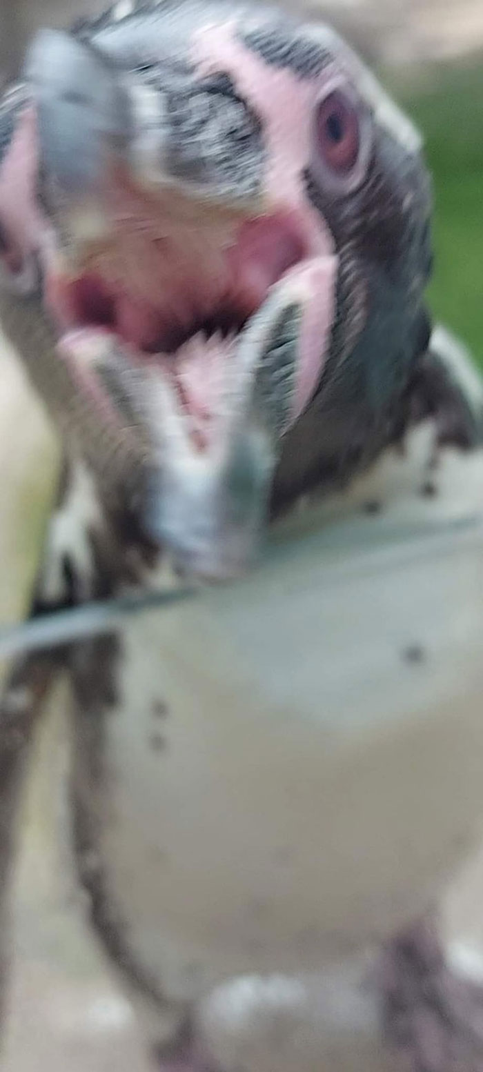 Harper Tried To Eat My Phone/Hand As I Snapped Picture