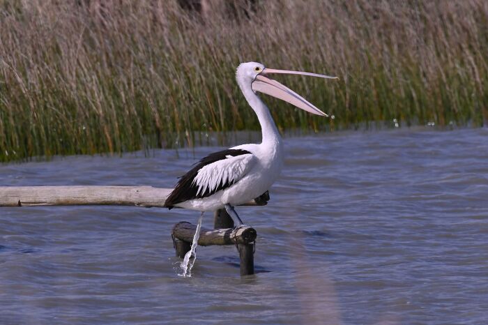 Aaaah! Such A Relief!