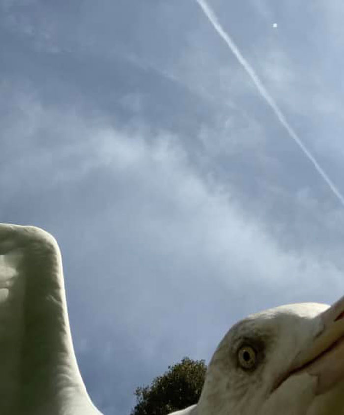 Phone Dropped And Stolen. Suspect Named As Mr C.gull…