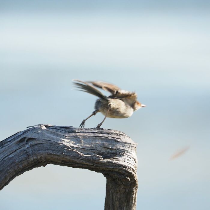 "I Believe I Can Fly"