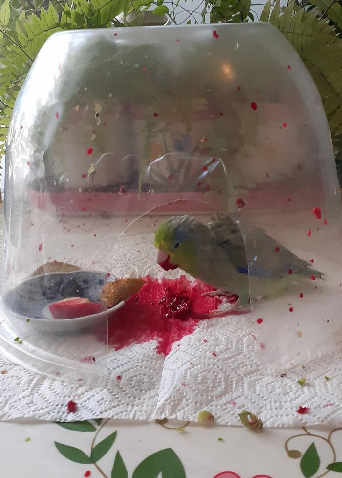 Bruce In His "Eating Dome" Part Two