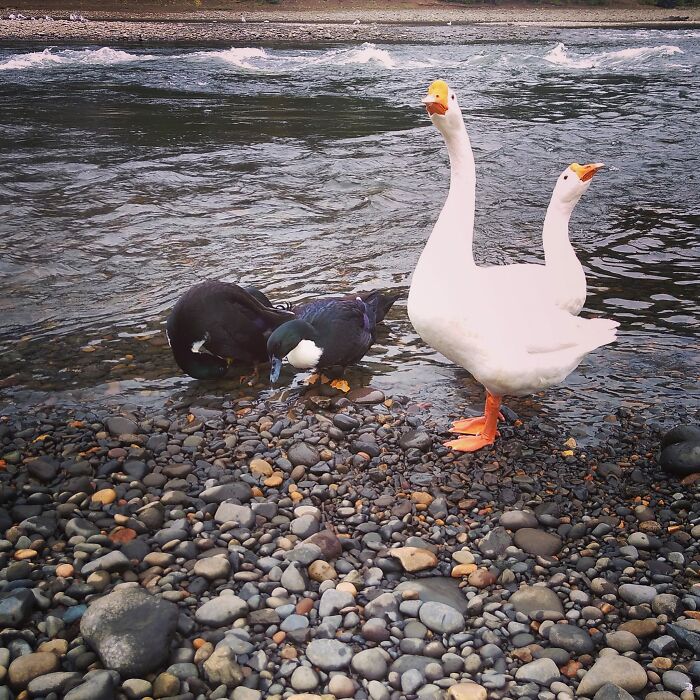 A Rare Two Headed Goose!
