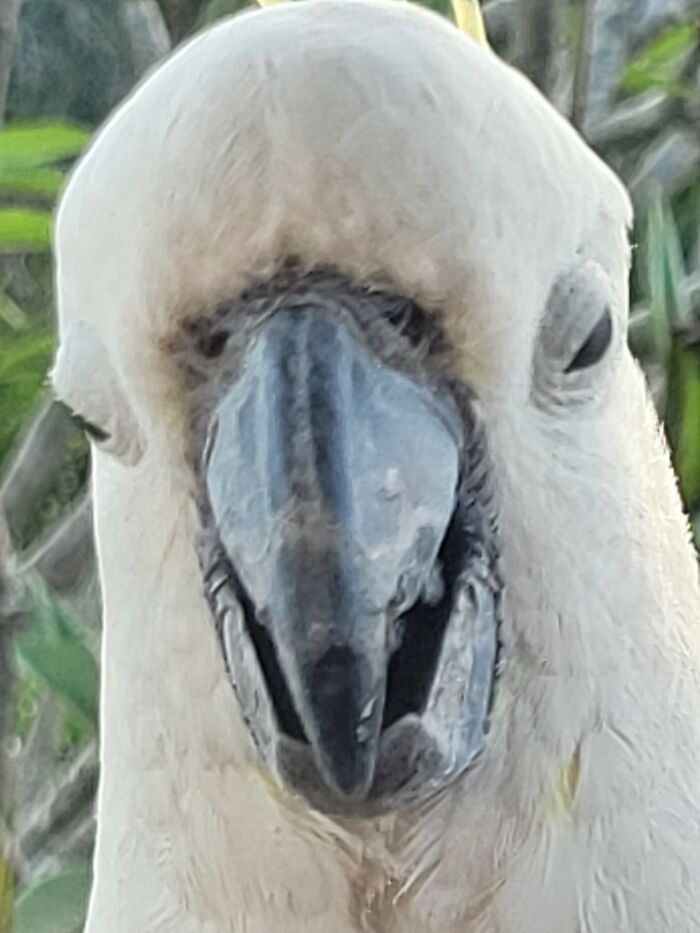 My Daughter's Submission .... Snapped This Big White Dufus While He Was Visiting The Back Deck This Afternoon. He Looks Stoned
