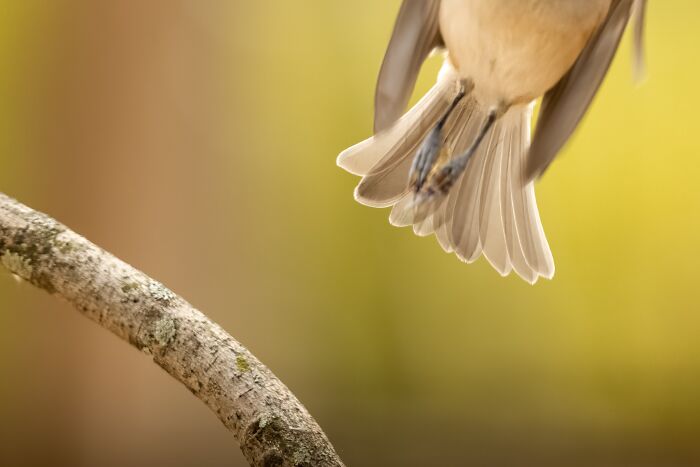 A Tufted Titmou......... Nevermind