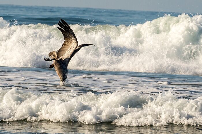 Ah Yes. The Pelican. Such A Majestic, Graceful Creature