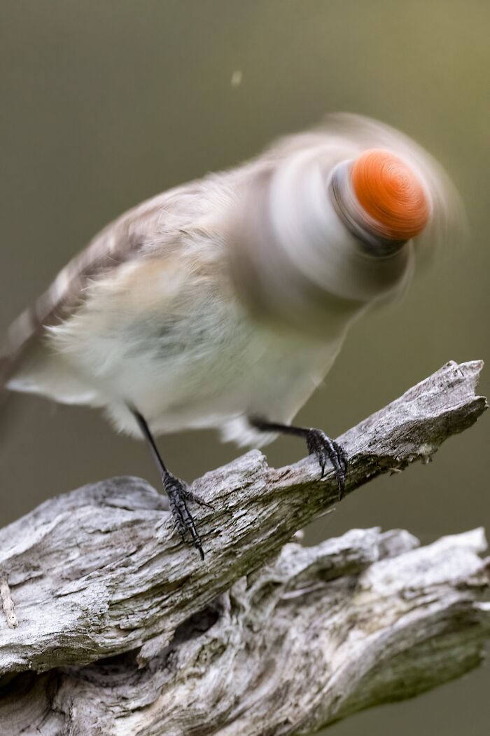 Propeller Bird About To Take Off! - Aka. Red-Capped Robin