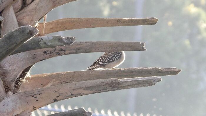 Snapped This Photo Of A Red-Bellied Woodpecker To Show How It Is Clearly Different From The Red-Headed Woodpecker, Which It Is Often Confused With. Nailed It