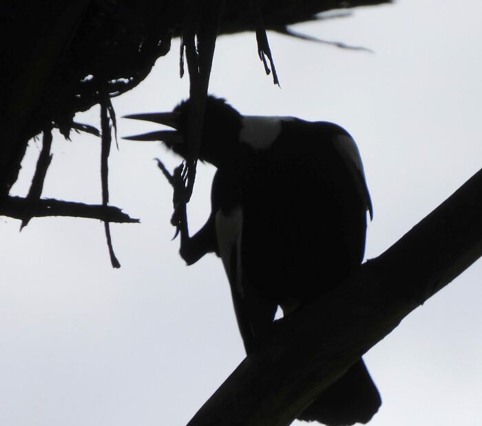 Majestic Magpie In All His Glory