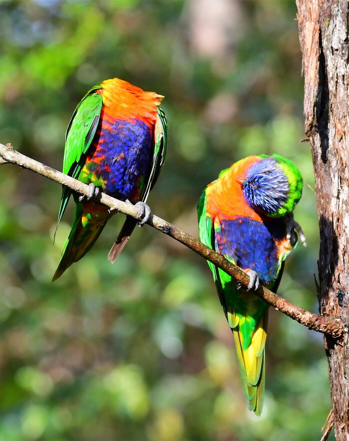 1.5 Rainbow Lorikeets