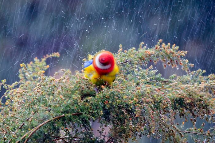 Just As You Push The Shutter Eastern Rosella