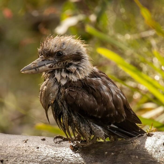 I Think He Needs A Bath