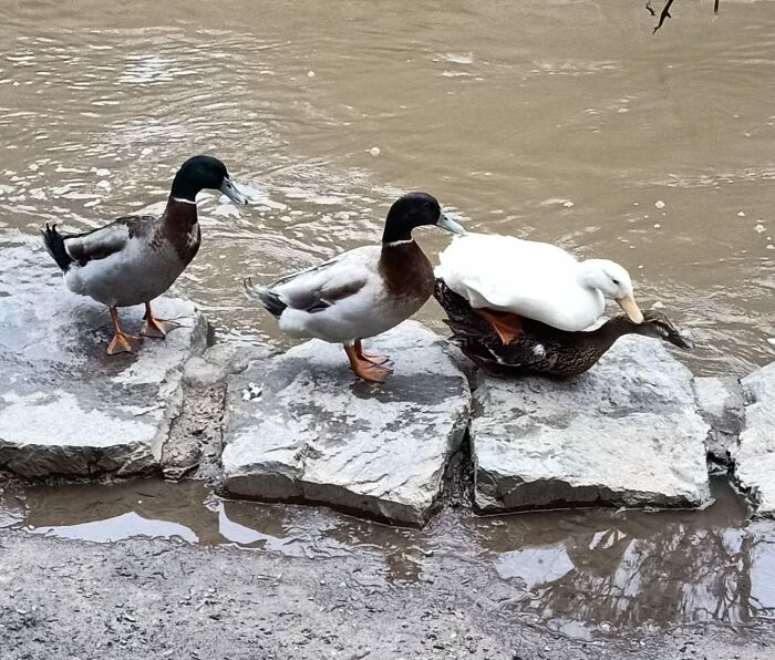 I Don't Trust Myself To Caption This!