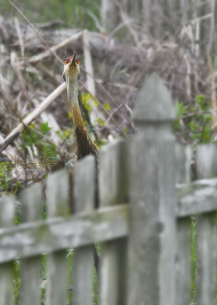 Busted! I Think I've Got A Peeping Crane In My Backyard