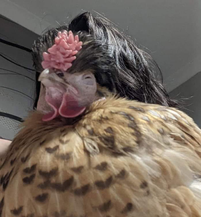 I Don't Know How I Do It But I Always Seem To Capture Some Weird Pictures Of Me And My Chook Beanie!