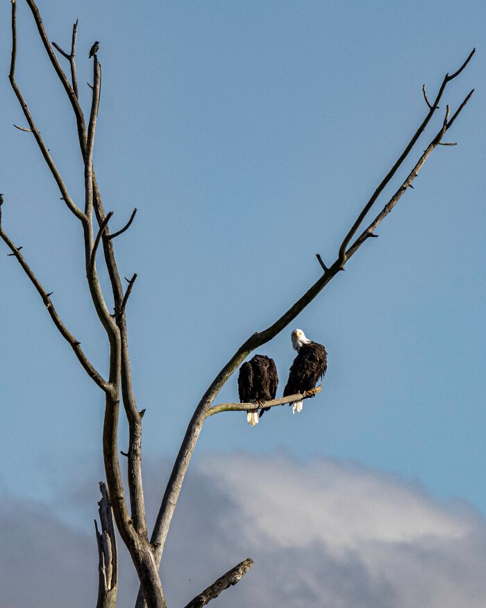 "Swapping Heads" Its Such A... Wild, Wild Life