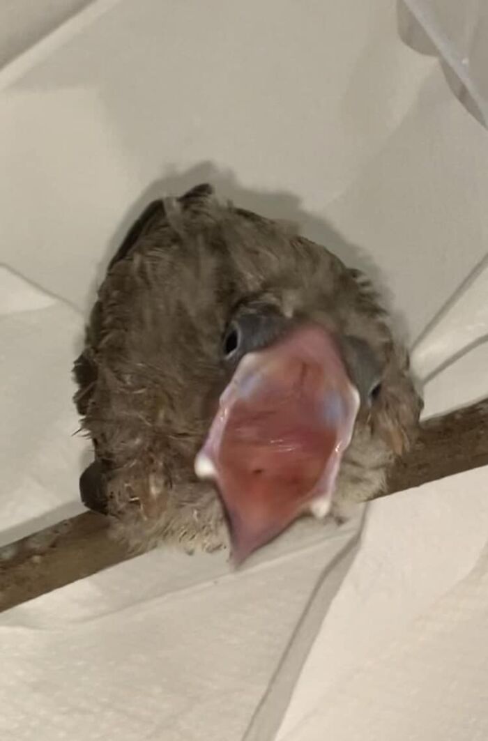 Figbird Spam - Unlimited Opportunities For Great Photos